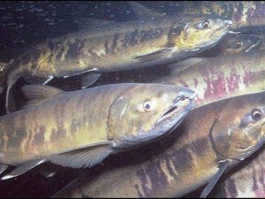 Рыбалка сетями. Ловля кеты на Амуре, осеннея рыбалка на лосося,  сентябрь 2016г. salmon fishing