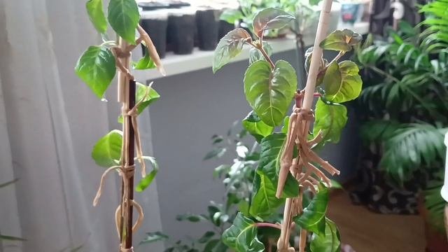 ФУКСИИ НА ШТАМБЕ. НАДЕЮСЬ, ЧТО Я НАЙДУ С НИМИ ОБЩИЙ ЯЗЫК!!!