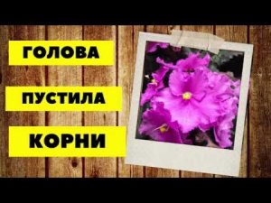 Безымяшка пустила корни. Цветёт не по сорту: любить или ненавидеть?