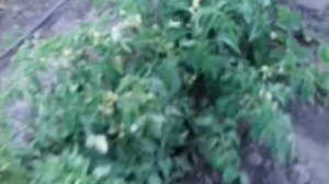 Сорт  томатов  Малиновое  Виконте  и  Гибрид F1  Амадин