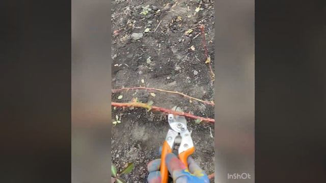 Обрезка роз под зиму. Плетистые. Часть 2. смотреть онлайн