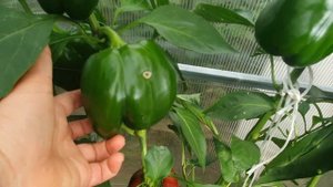 Крупноплодный перец 2021 ч.1.  Помпео, Клаудио, Омброне, Игало, Вася-Василек, Алкмар, Какаду