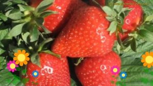 Земляника садовая Эми. Краткий обзор, описание характеристик fragaria ananassa Эми