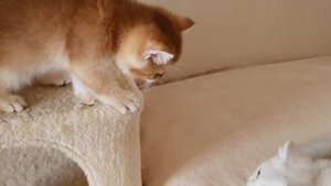 Котенок британской золотой шиншиллы?