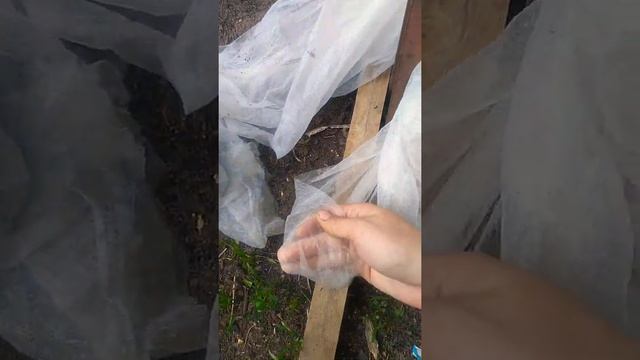 Газон с пшеницы? А почему бы и нет? Самой интересно, что получится) смотреть онлайн