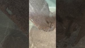 33290 Подкрылок передний левый Lexus RX 4 2015-