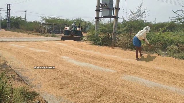 Paddy Drying With Swaraj 735Fe Tractor With Gorru Paddy Drying Technique #Paddy #Rjfarmvlogs