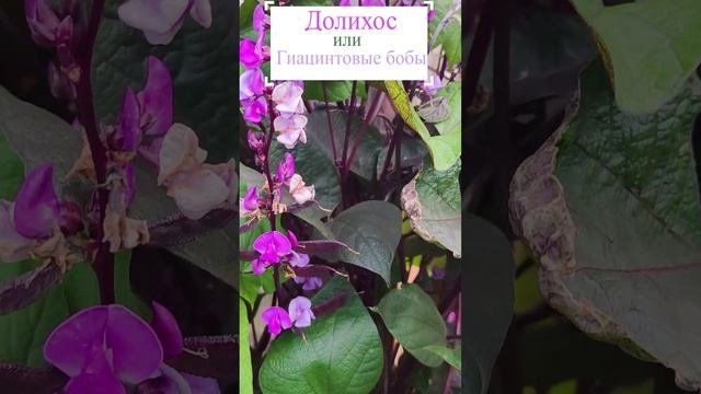 Долихос или Гиацинтовые бобы.?