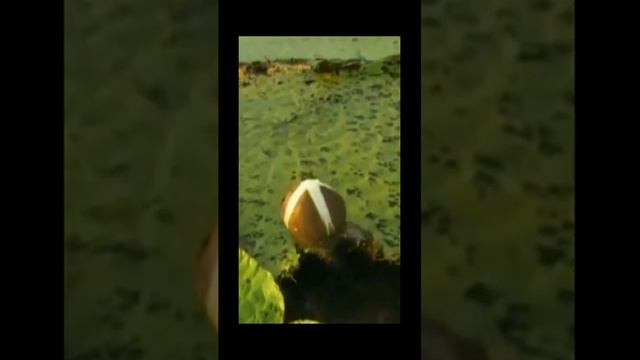 Звуки природы. Небольшие лягушки в пруду для расслабления