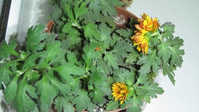 Когда забыл полить любимый фикус смотреть онлайн