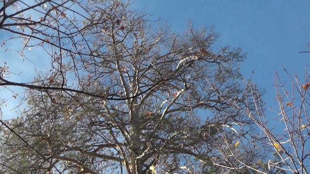 16 октября 2016 грибы смотреть онлайн