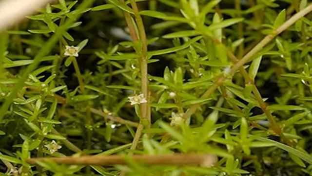 Толстянка Хелмса.Описание. Содержание. Уход. Размножение. Аквариумные растения. смотреть онлайн