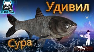 RF4 ТУТ РЕДКО БЫВАЛ НО МЕНЯ УДИВЛЯЕТ СУРА #рр4
