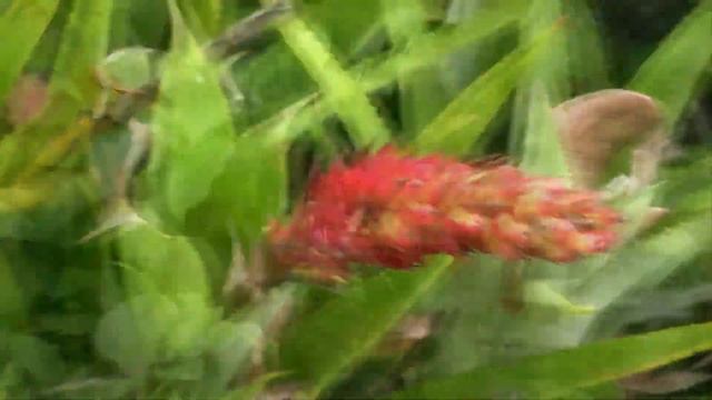 San Francisco Botanical Garden. California, USA (1) смотреть онлайн