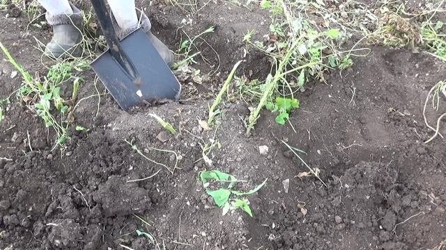 Сумасшедший урожай картофеля в засуху! 2023