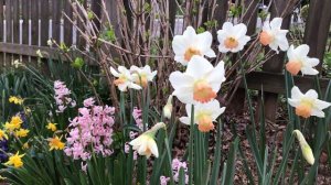 Daffodil Pink Charm Spring Flowers 2020 in USDA Zone 7b, with some Hyacinth and Tete a Tete