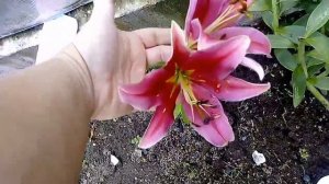 Зацвели лилии Ландини ( самая темная лилия) и др.