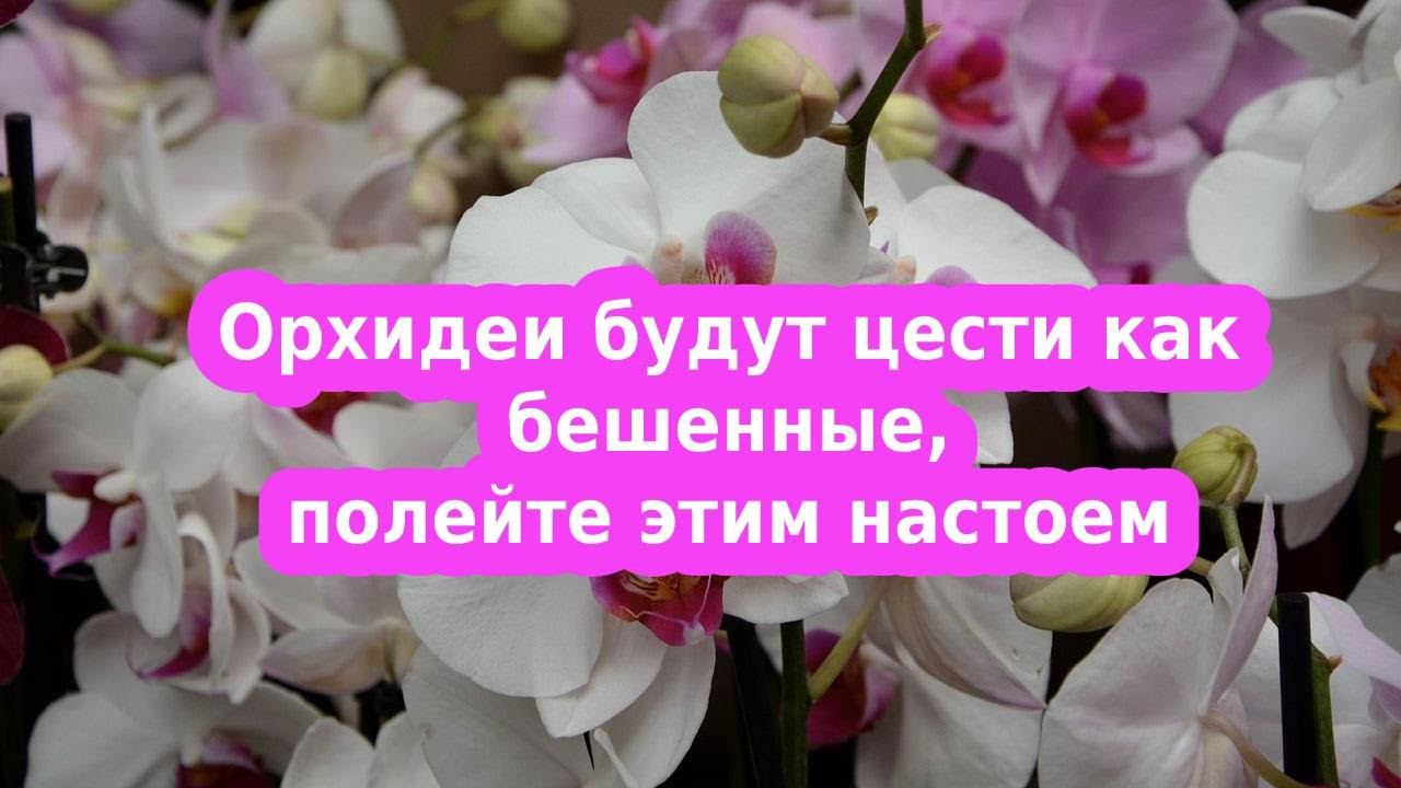 Орхидеи будут цвести круглый год если поливать настойкой