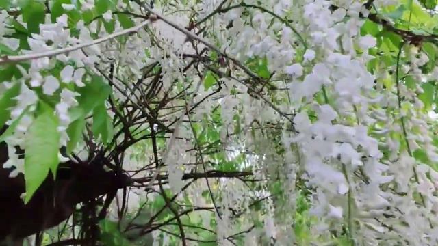 Kertlátogatás 01 смотреть онлайн