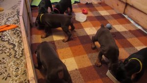 щенки добермана первое мяско...