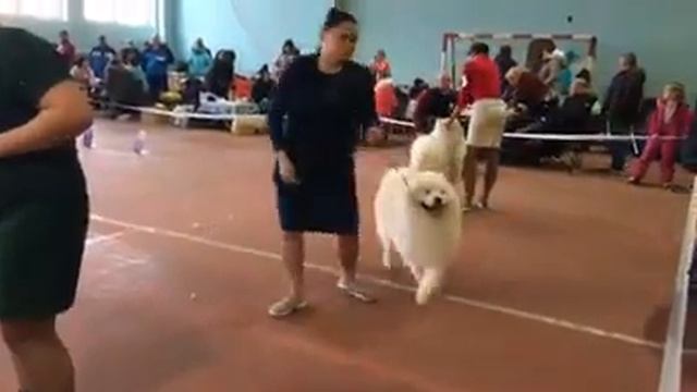 Монопородная выставка породы Самоедская собака 2018