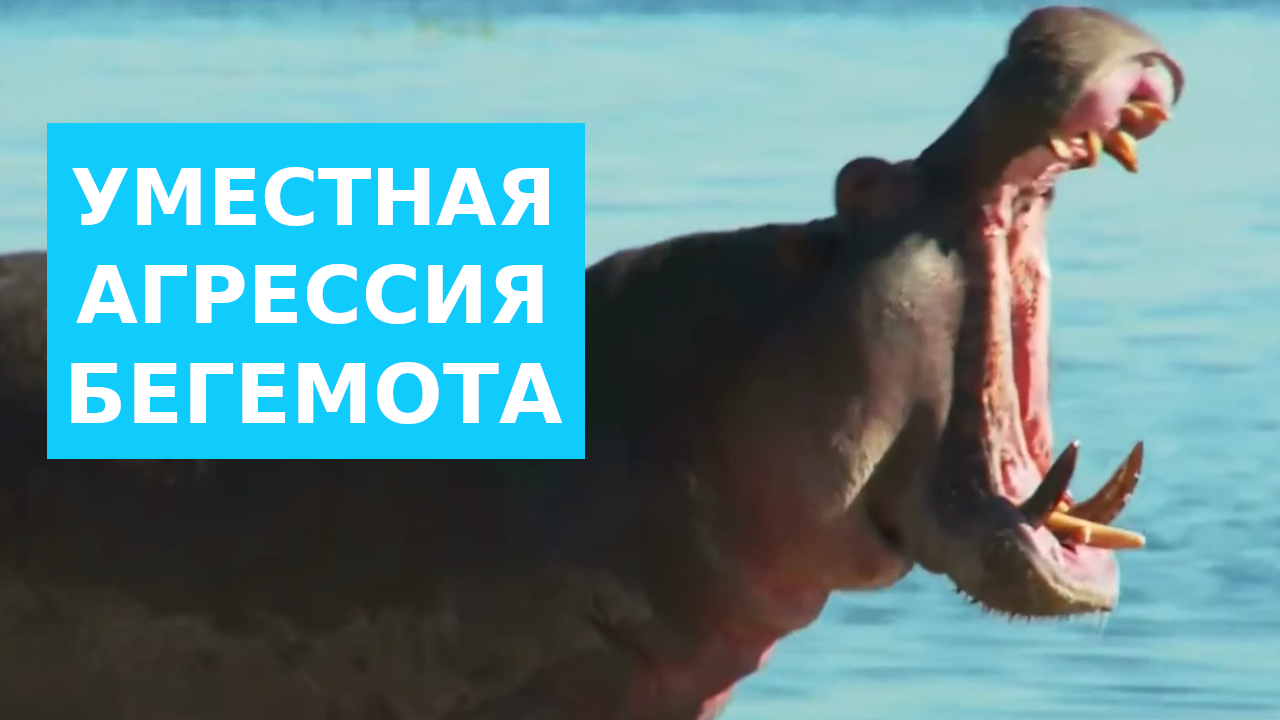Уместная агрессия Бегемота смотреть онлайн