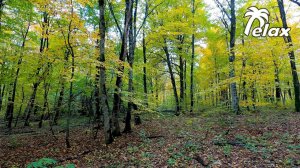 Sounds of Autumn in the Mountain Forest