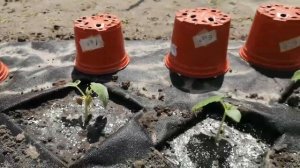 15 мая 22 г(2) огурцы козырная карта (14), бобрик (1),  титус, октопус