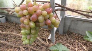 Прореживание виноградных гроздей. Как и для чего?