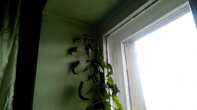 Крапива на подоконнике смотреть онлайн