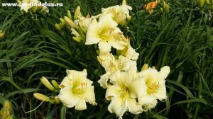 Цветение сортового лилейника KEY LIME HI в саду www.jardindelux.ru
