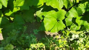 Выжловки русской пегой гончей и русская гончая/ Беларусь