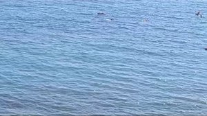 Дельфины в бухте Инал.