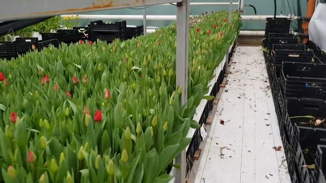 Выгонка тюльпанов. Второй заход. смотреть онлайн