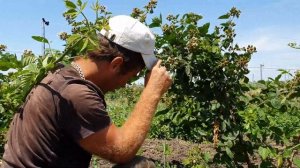 Лучшая плантация ежевики в стране! Отличные сорта. Отличный урожай. Правильный уход.