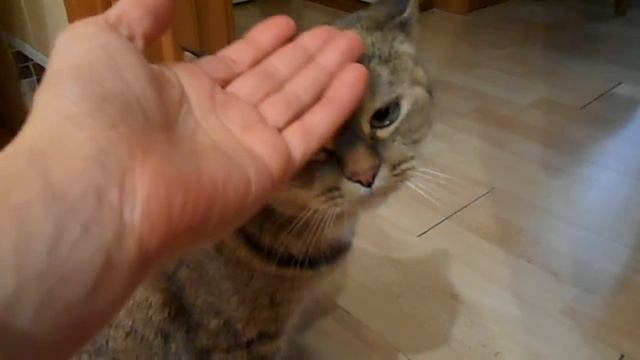 Энергия внимания:) Самоизъявление и кошка Ромашка.