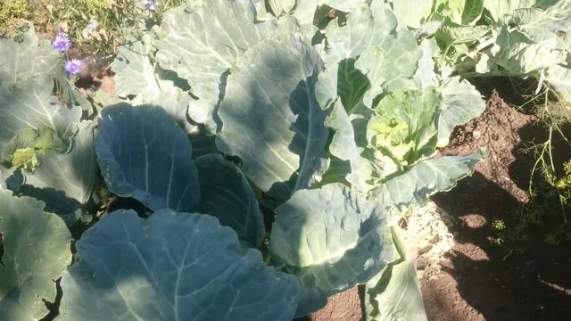 Капуста. Кочан не завязывается, что делать??? смотреть онлайн