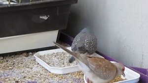 БРИЛЛИАНТОВЫЕ ГОРЛИЦЫ - 6