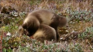 Тундра  особенности выживания  Arctic Tundra Greenland , animal survival