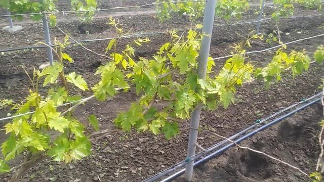 Хлороз винограда и борьба с ним смотреть онлайн