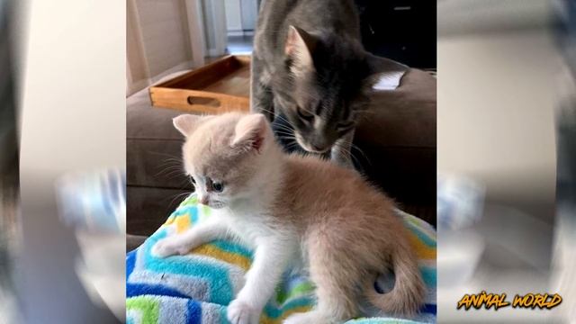 Этот маленький котенок родился не такой как все и не надеялся найти хозяев. смотреть онлайн