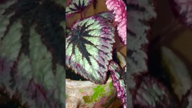 Begonia Rex Fireworks