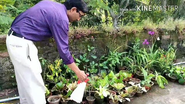 फंगिसाइड क्या , कोनसा , कितना , और कैसे प्रायोग करें ? पूरी जानकारी Uses of Fungicide