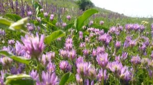 Разнотравье. Медоносные травы для пчел.