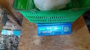 Вес бройлеров в 40 дней. Крупный бройлер. Выращивание бройлеров осенью. Broiler weight in 40 days