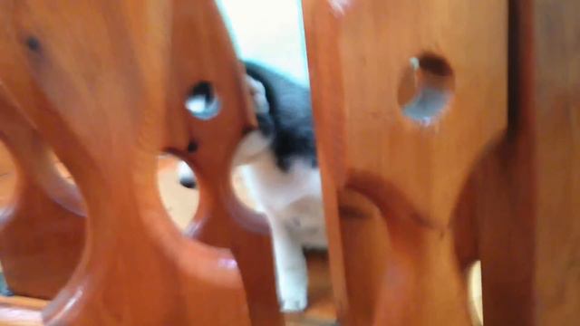 Puppy , dog husky Puppy смотреть онлайн