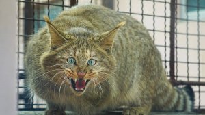 Китайская кошка: Горные коты-выживальщики, о которых мало что известно