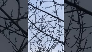 Жизнь скворцов.Голоса птиц.