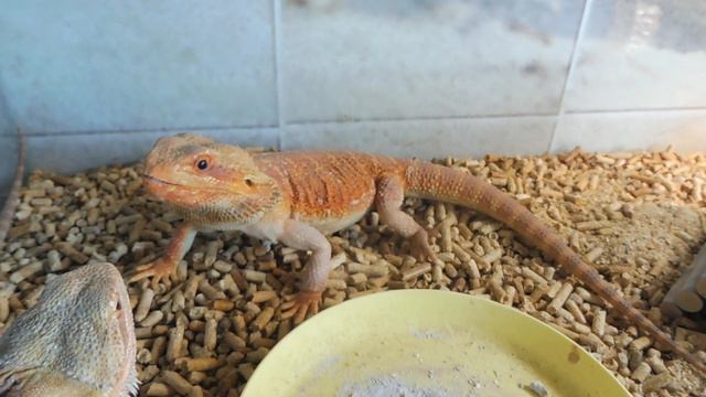 БЛАГОДАРЮ фирму #ExoticMenu за ВКУСНЯШКИ для моих РЕПТИЛИЙ #РептиАм_МultiCal #РептиАм Cal+D3 АГАМЫ смотреть онлайн