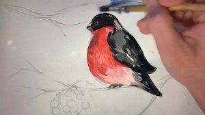 Как нарисовать снегиря